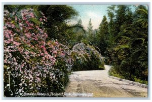 Scenic View Of Banksia Roses In Prospect Park Redlands California CA Postcard