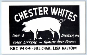 c1940 Spencer Indiana Postcard Chester Whites Breeding Stock Bores Advertising