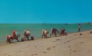 Native Women Catching Cockles Beach Mozambique African Postcard