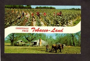 Greetings From Tobacco Land Harvesting Farming Smoking Plowing Field Postcard