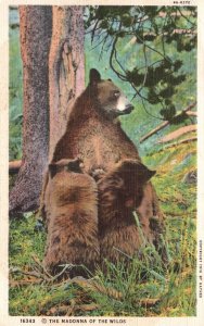 Vintage Postcard 1934 Madonna of the Wilds Yellowstone Park Wild Animal Picture