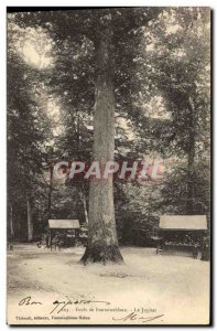 Old Postcard Tree Forest of Fontainebleau The Jupiter