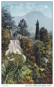 Vegetation in der Gilf bei Meran , Italy , 00-10s