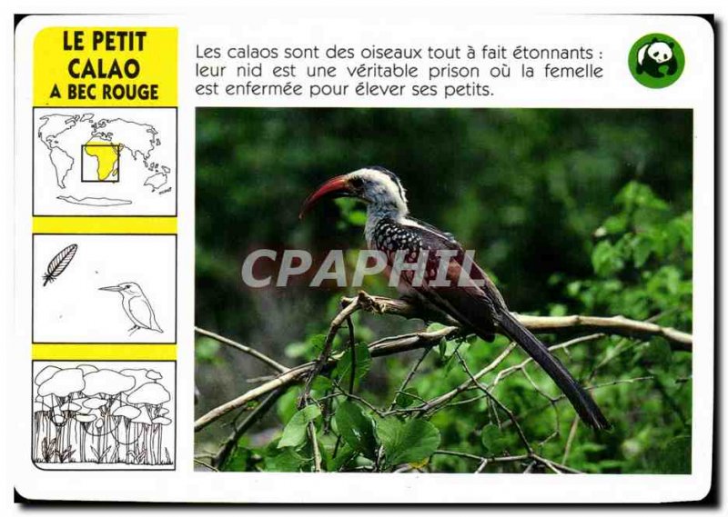 Map Le Petit Hornbill A Red Bird Beak WWF