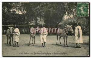 Old Postcard The Gallas at Zoological Garden D Acclimatization Zoo Zebras Zebra