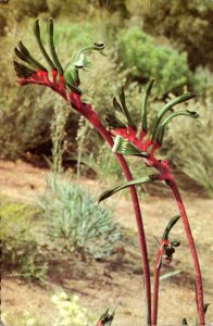 Kangaroo Paw Western Australia 1971