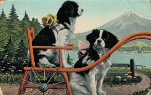 Comic Dogs In A Dog Cart Puppies Vintage Postcard  06.51