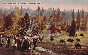 Bears Yellowstone National Park Bear 1915 