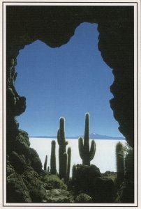 Incahuasi Island Cave Cactus Peru Postcard