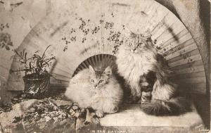 \Two cats. In far Cathay\ Antique English postcard