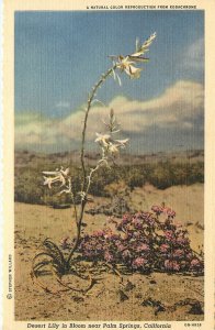 Willard Postcard Desert Lily Bloom Near Palm Springs CA Hesperocalus undulatum