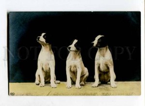 262130 Smooth FOX TERRIER Puppy HUNT Vintage PHOTO tinted PC#3