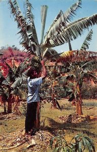 Harvesting Bananas Jamaica Postal used unknown 