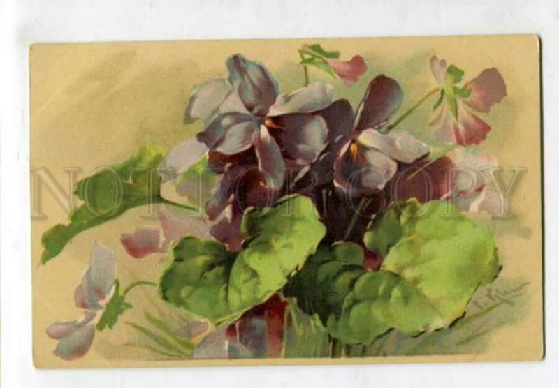 3129143 VIOLET Flowers by C. KLEIN Vintage colorful PC