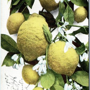 c1910s Pub. Los Angeles, CA Lemons Tree Flower Close Up Undivided Back PC A322