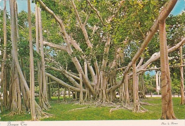 Florida Fort Myers Thomas A Edison Winter Home Giant Banyan Tree