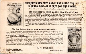 Postcard advert IL Rockford - Woman Holding Buckbee's Giant Branching Asters