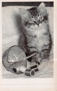 CAT TURNS OVER SEWING BASKET SPOOLS OF THREAD REAL PHOTO POSTCARD