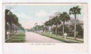 Avenue Street Scene Sea Breeze Florida Detroit Publishing 1905c postcard