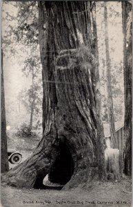 Grand Army Tree, Santa Cruz Big Trees CA Vintage Postcard L52