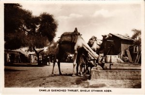 PC ADEN CAMELS QUENCHED THRUST SHIELK OTHMAN REAL PHOTO YEMEN (a31461)