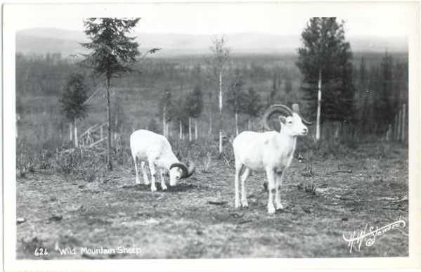 RPPC Wild Mountain Sheep,  Kodak Paper real photo