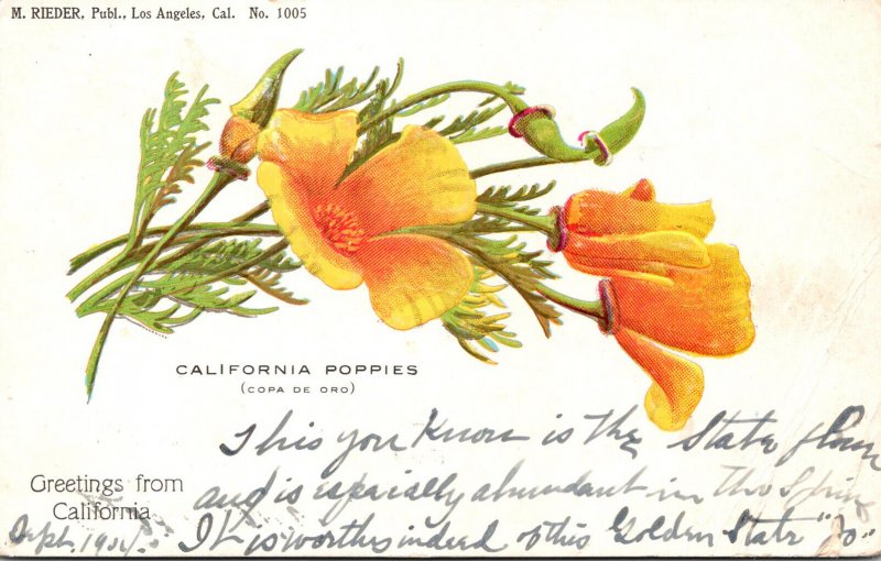 California Greetings Showing Beaautiful California Poppies 1904