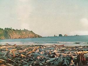 Postcard Driftwood along Washington's Pacific  Ocean Seacoast  T2