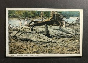 Mint Vintage A Good Days Hunt Pacora River Dead Crocodiles Panama Postcard