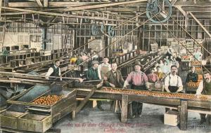 C-1910 Agriculture Farming Lemon Packing House California Newman postcard 5991