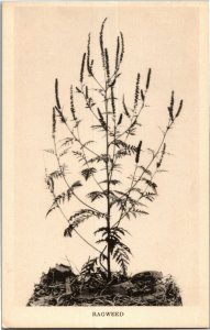 Ragweed, Field Museum of Natural History Chicago Vintage Postcard X12