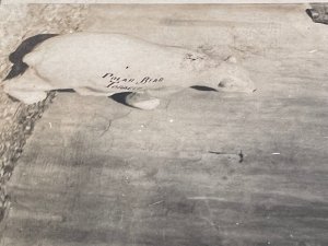 1910s Two Men Posed with a Polar Bear Tobacco Sculpture RPPC Photo Postcard