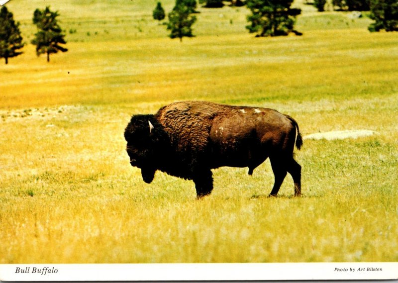 Bull Buffalo American Bison