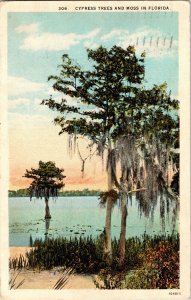 Cypress Tree Moss Florida WB Saint Petersburg Cancel c1929 Vintae Postcard PM 1c 