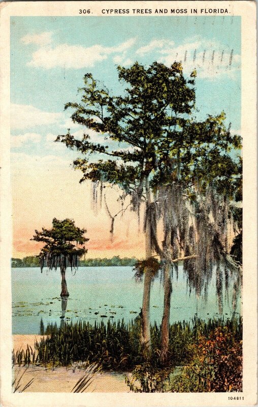 Cypress Tree Moss Florida WB Saint Petersburg Cancel c1929 Vintae Postcard PM 1c 