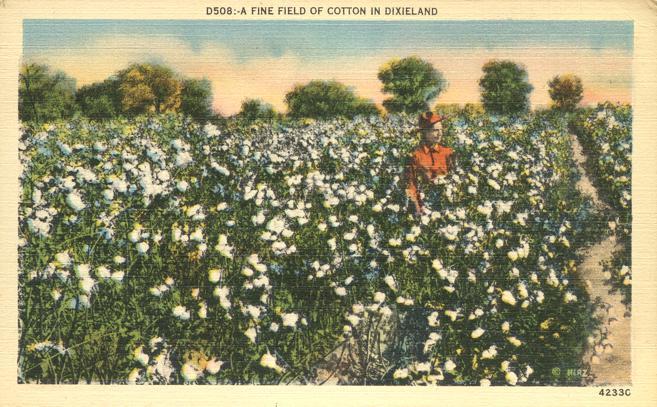 Fine Field of Cotton in Dixieland - Agriculture - Linen