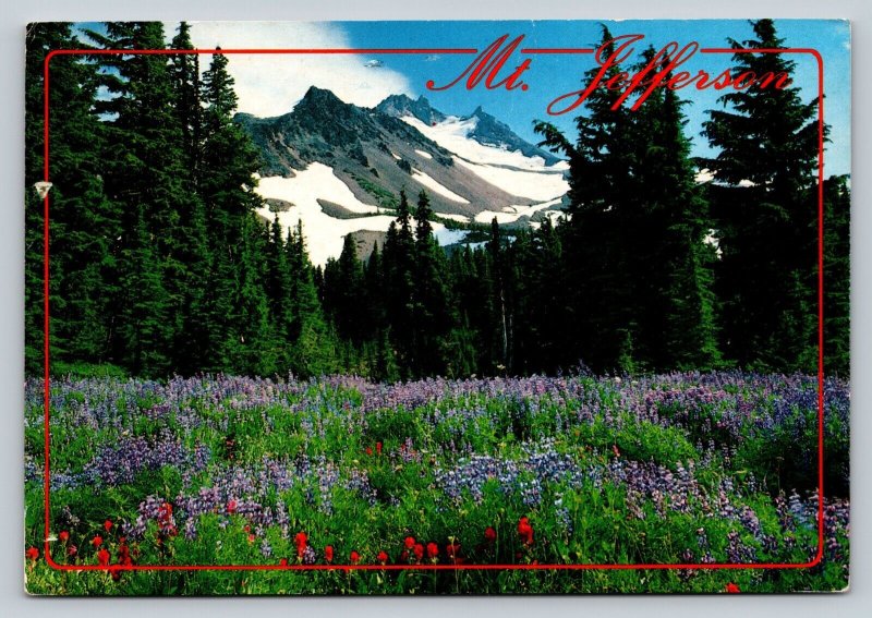 c1997 Spring Snow On Mount Jefferson Wilderness Area 4x6 VINTAGE Postcard 1556