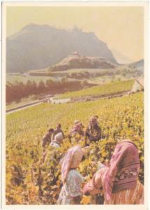 Vendanges a Sion, Grands Vins du Valais, VARONE SION, Switzerland, Postcard