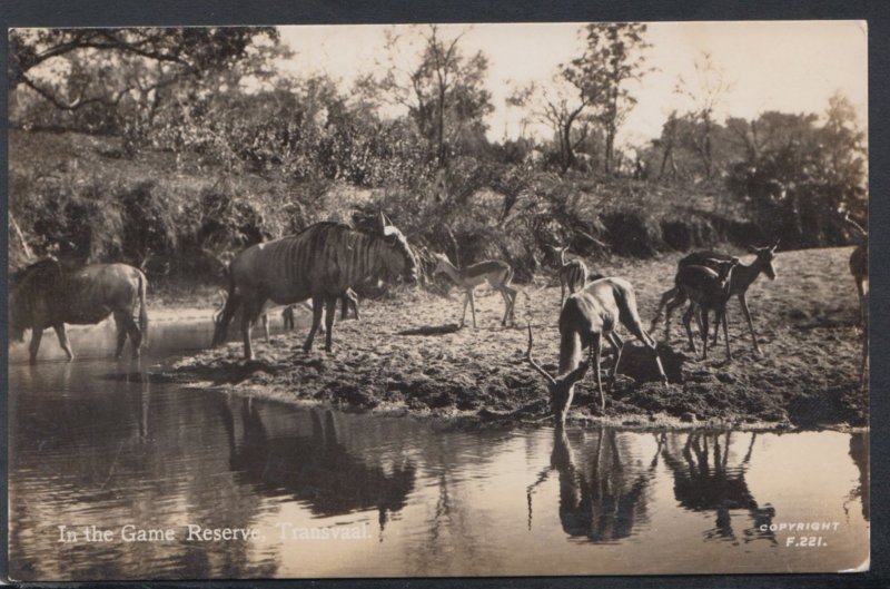 South Africa Postcard - In The Game Reserve, Transvaal    DC2300