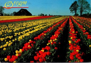 Oregon Willamette Valley Tulip 1996