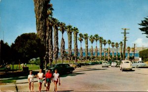 California La Jolla Palms Lining La Jolla Park 1967