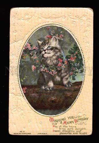 3004019 Lovely KITTEN on tree Vintage Photo Embossed PC