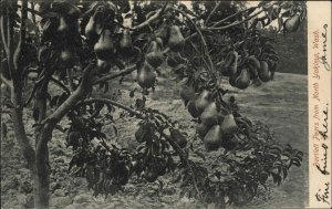 North Yakima Wash WA Bartlett Pears Fruit Tree Pre-1910 Vintage Postcard