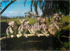 Modern Postcard Koalas Australia