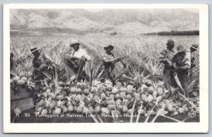 Farming~Hawaiian Islands~Pineapples @ Harvest Time~B&W Photo~PM 1943~Postcard