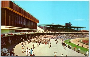 Postcard - The Greyhounds Race - St. Petersburg, Florida