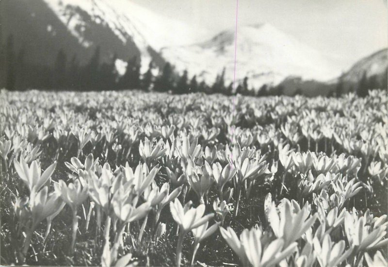 Postcard Poland Western Tatras Crocuses flower