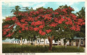 Vintage Postcard 1926 Royal Poinciana Flower Tree Miami Florida J.N. Chamberlain