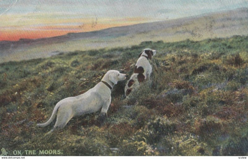 Dogs, On the MOORS, 1900-10s; TUCK 4403