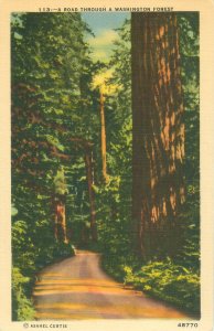 Washington Forest, Trees Linen Postcard Unused